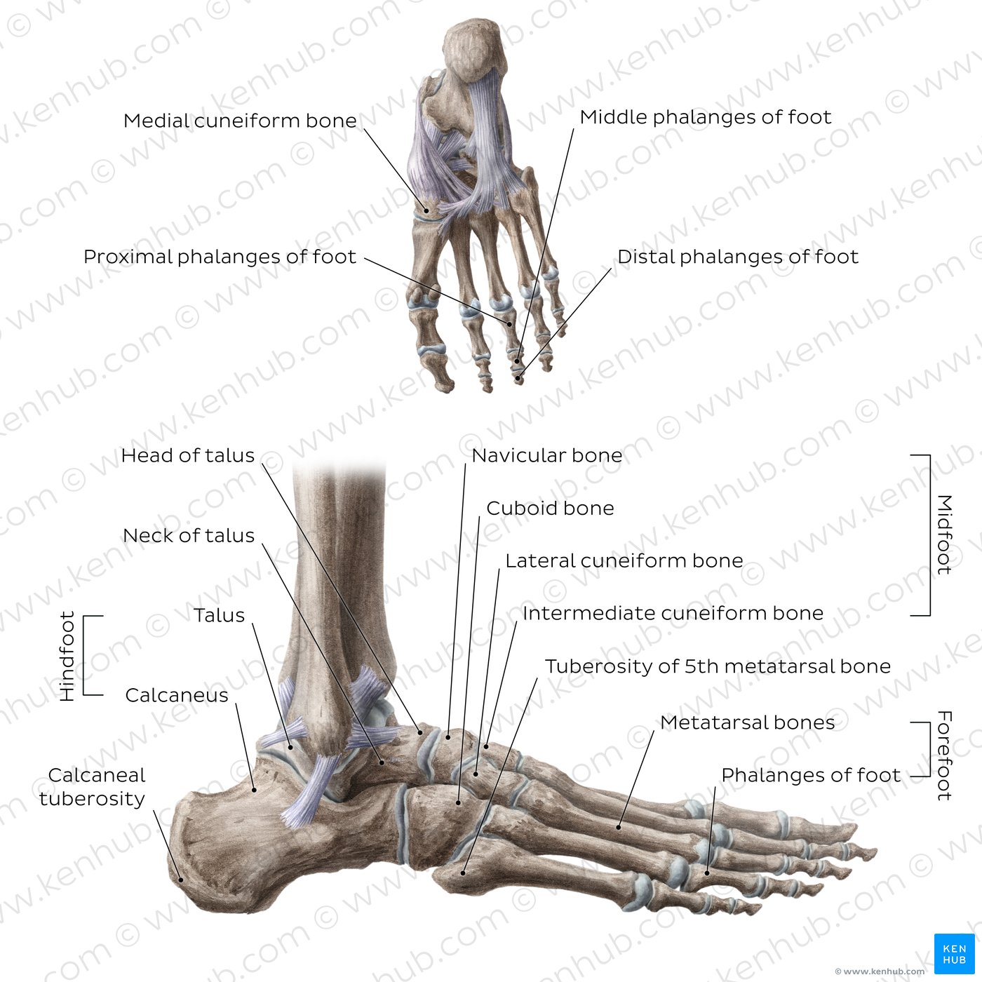 Bones of the foot