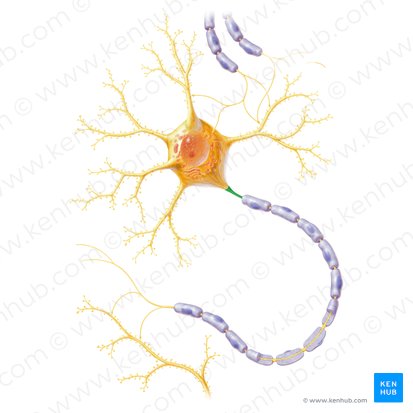 Segmento inicial del axón (Segmentum initiale axonis); Imagen: Paul Kim
