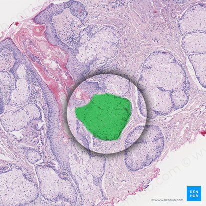 Sebaceous gland (Glandula sebacea); Image: 