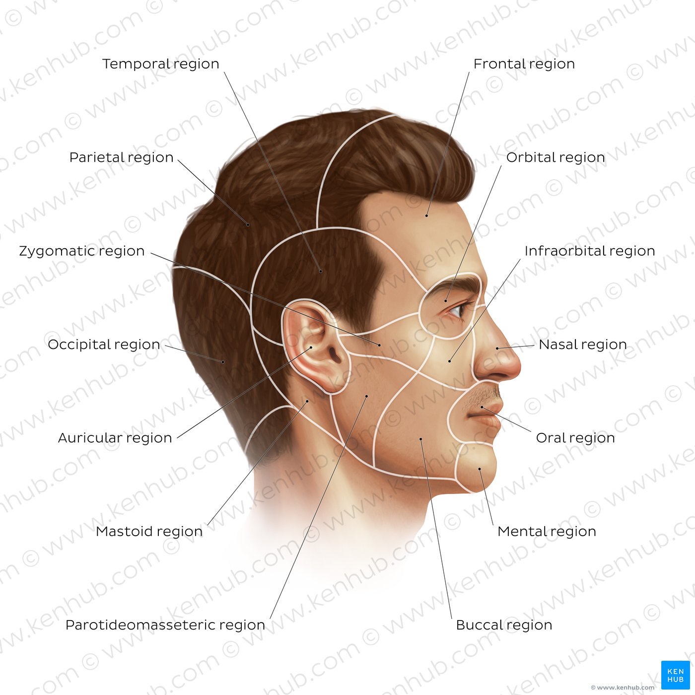 Regions of the face