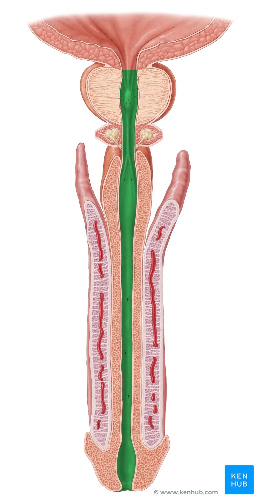 Male urethra - ventral view
