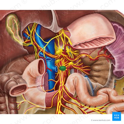 Superior mesenteric ganglion (Ganglion mesentericum superius); Image: Irina Münstermann