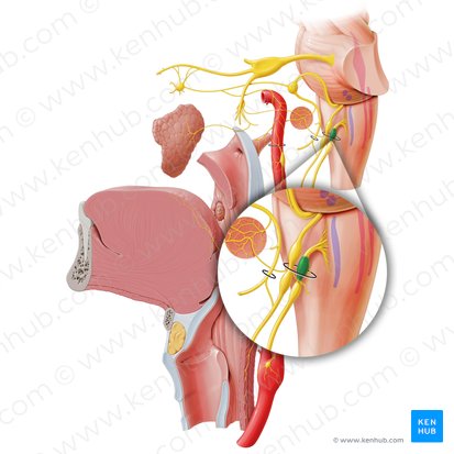 Ganglion superius nervi vagi (Oberes Ganglion des Vagusnervs); Bild: Paul Kim