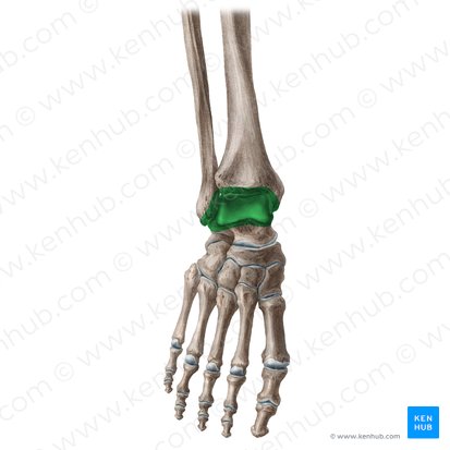 Ankle joint (Articulatio talocruralis); Image: Yousun Koh