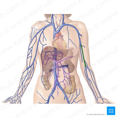 Brachial veins (Venae brachiales); Image: Begoña Rodriguez