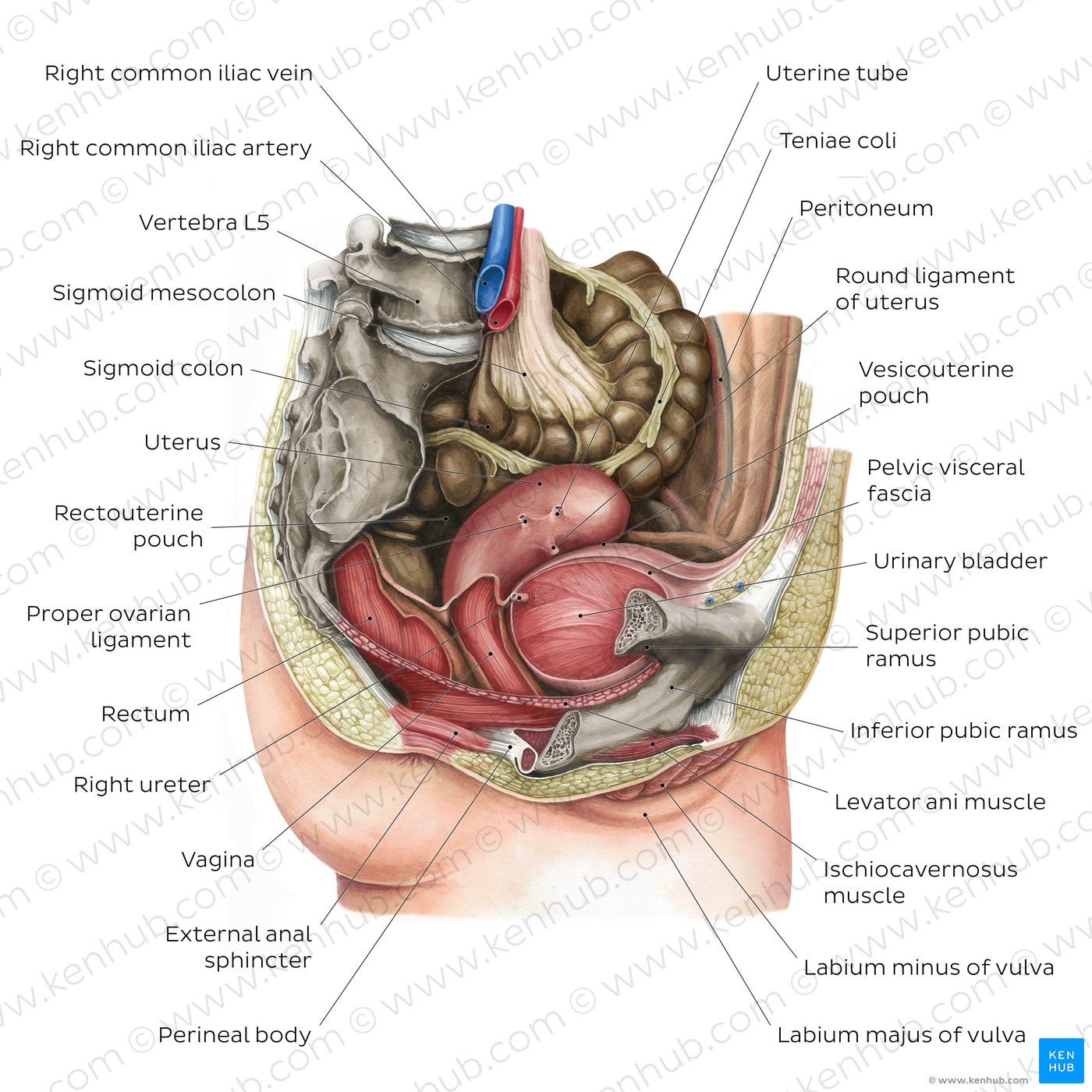 Female pelvic viscera and perineum