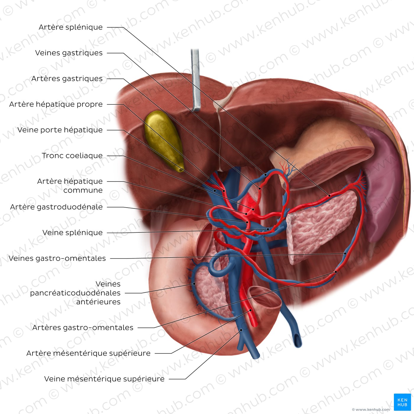 Hepatic portal vein