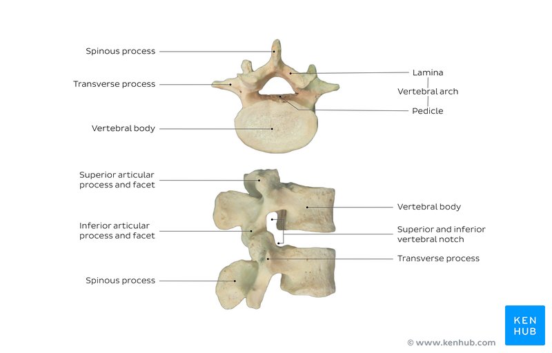 Lumbar vertebrae