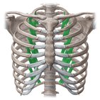 Subcostal muscles