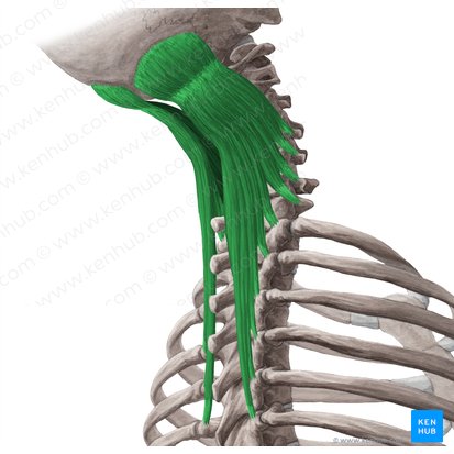 Semispinalis capitis muscle (Musculus semispinalis capitis); Image: Yousun Koh