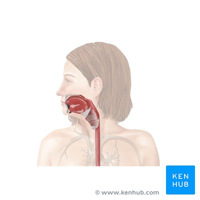 Upper digestive tract - sagittal view