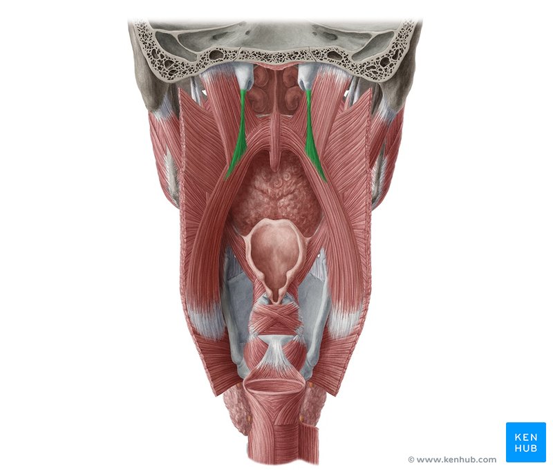 Salpingopharyngeal muscle - dorsal view