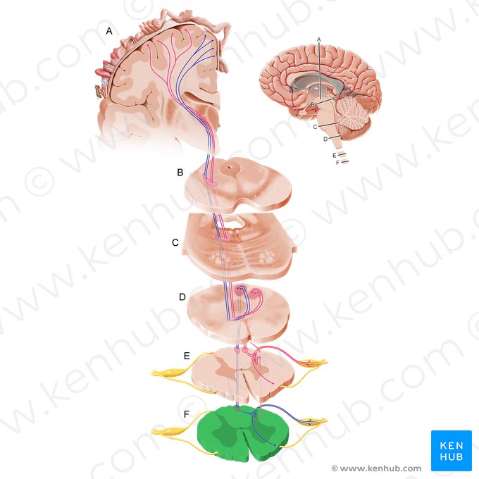 Lumbar part of spinal cord (Pars lumbalis medullae spinalis); Image: Paul Kim