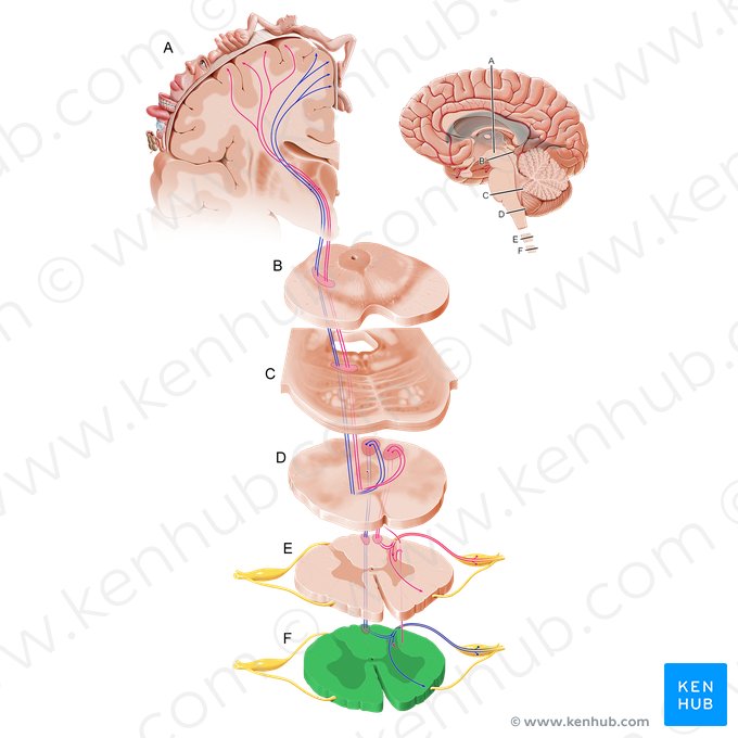 Porción lumbar de la médula espinal (Pars lumbalis medullae spinalis); Imagen: Paul Kim