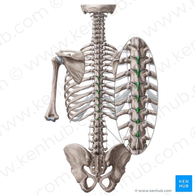 Processos espinhosos das vértebras T6-T12 (Processus spinosi vertebrarum T6-T12); Imagem: Yousun Koh
