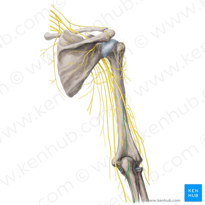 Posterior antebrachial cutaneous nerve (Nervus cutaneus posterior antebrachii); Image: Yousun Koh