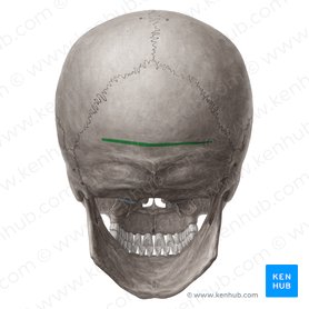 Linea nuchalis suprema ossis occipitalis (Oberste Nackenlinie des Hinterhauptbeins); Bild: Yousun Koh