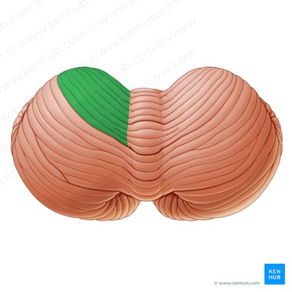 Anterior quadrangular lobule of cerebellum (Lobulus quadrangularis anterior cerebelli); Image: Paul Kim