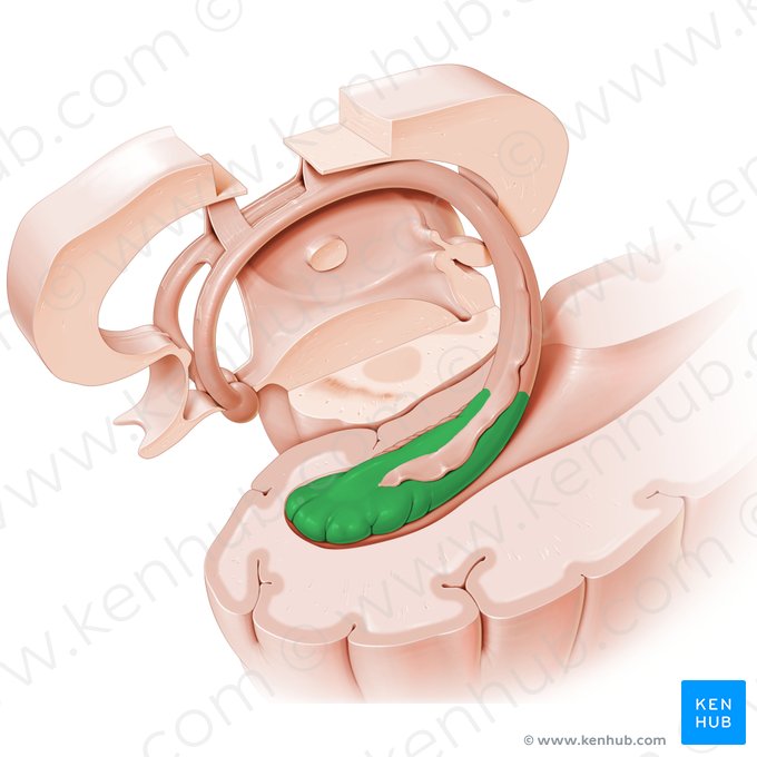 Hipocampo (Hippocampus); Imagem: Paul Kim