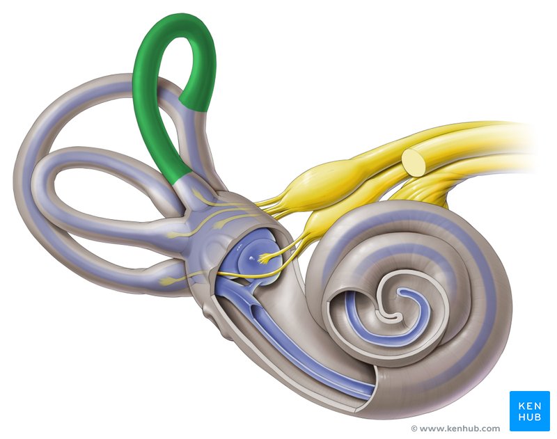 Anterior semicircular canal - ventral view