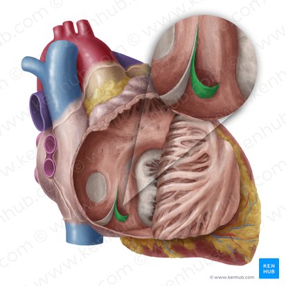 Válvula del seno coronario (Valvula sinus coronarii); Imagen: Yousun Koh