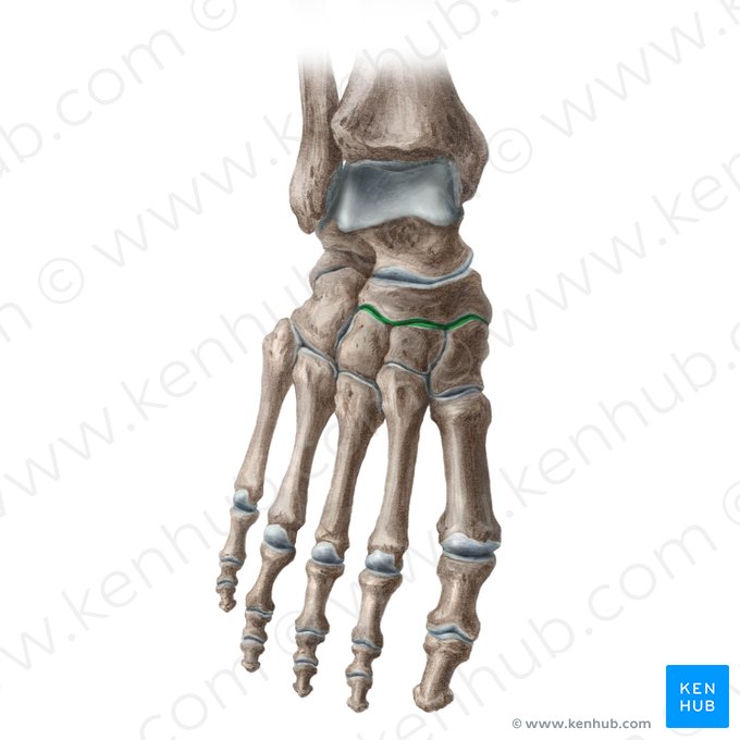 Articulación cuneonavicular (Articulatio cuneonavicularis); Imagen: Liene Znotina