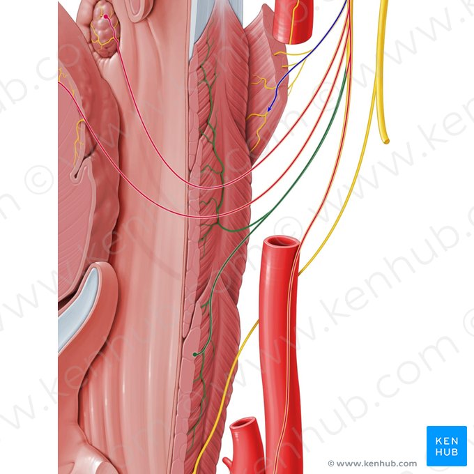 Pharyngeal branches of glossopharyngeal nerve (Rami pharyngei nervi glossopharyngei); Image: Paul Kim