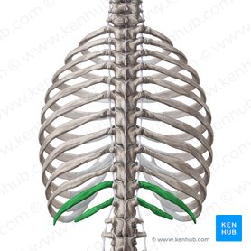 Ribs Anatomy Ligaments And Clinical Notes Kenhub