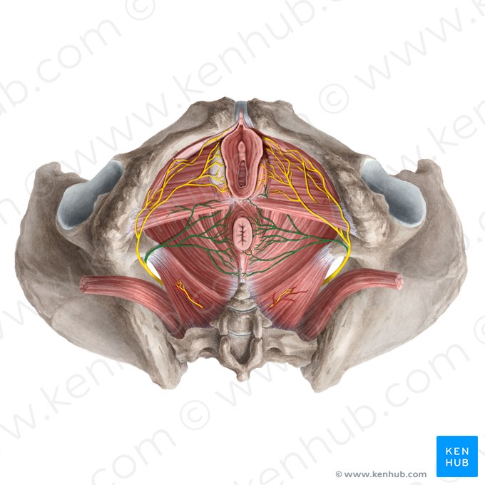 Nervo retal inferior (Nervus analis inferior); Imagem: Rebecca Betts