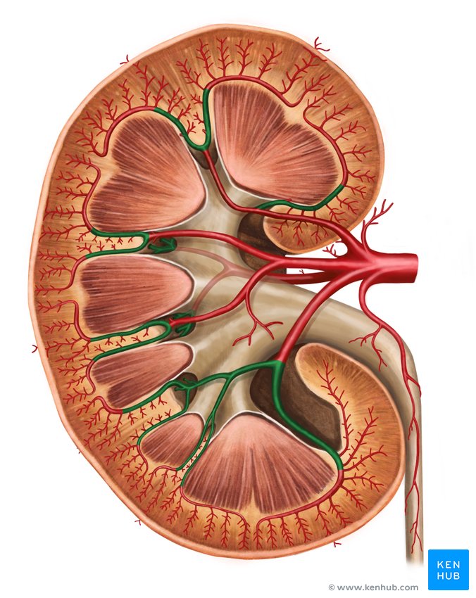 Interlobar arteries of kidney - ventral view