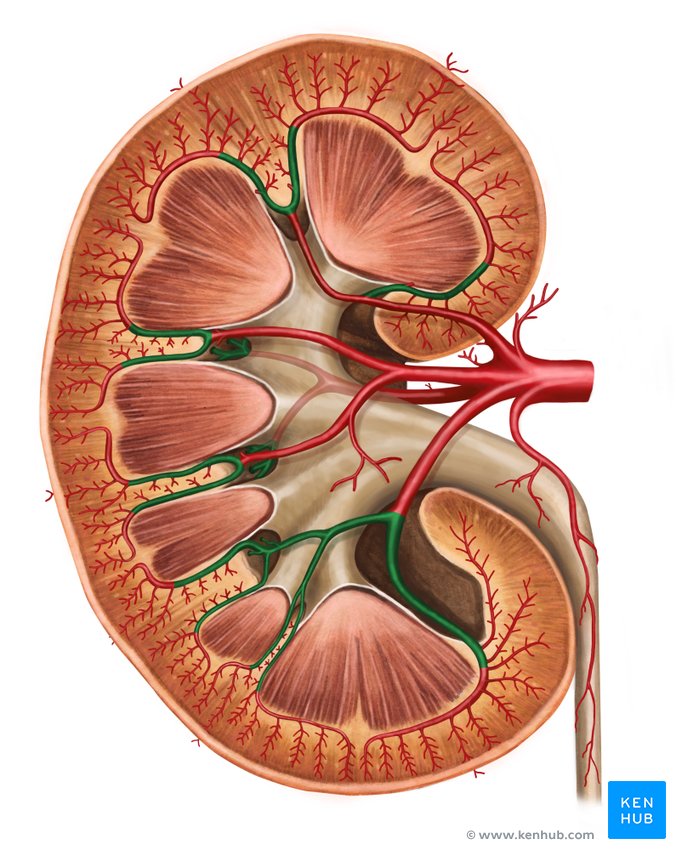 Interlobar arteries of kidney - ventral view