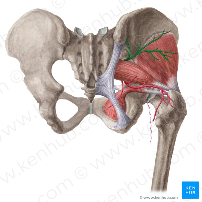 Arteria glutea superior (Obere Gesäßarterie); Bild: Liene Znotina