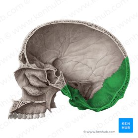 Os occipitale (Hinterhauptbein); Bild: Yousun Koh