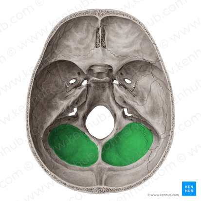 Fosa cerebelosa del hueso occipital (Fossa cerebellaris ossis occipitalis); Imagen: Yousun Koh