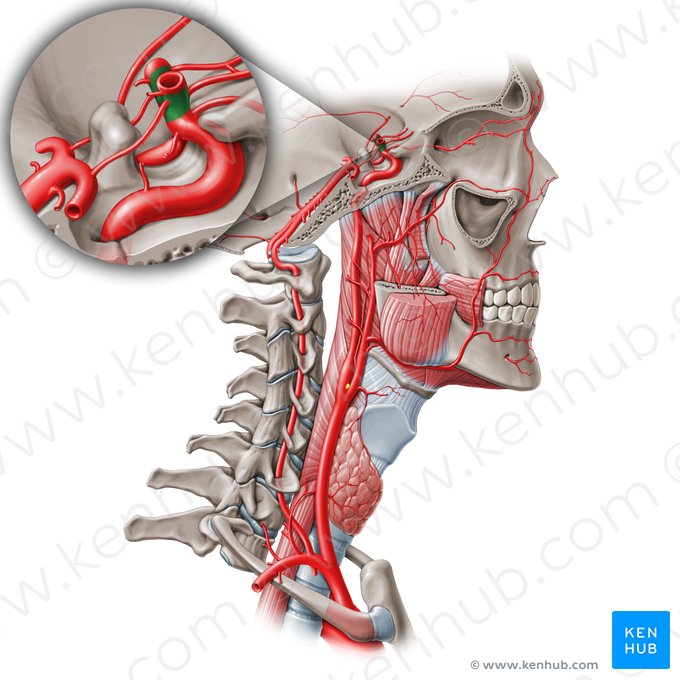 Parte comunicante da artéria carótida interna (C7) (Pars communicans arteriae carotidis internae (C7)); Imagem: Paul Kim