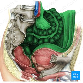 Peritoneum and peritoneal cavity: Anatomy and function | Kenhub