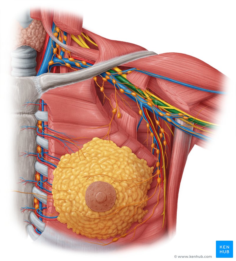 Axillary artery (Arteria axillaris)