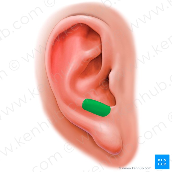 Antitragus auriculae (Gegenecke); Bild: Paul Kim