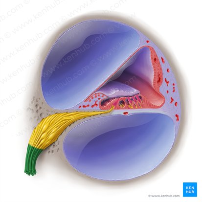 Nervus cochlearis (Schneckennerv); Bild: Paul Kim