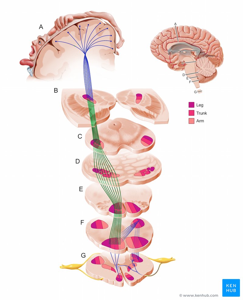 Corticospinal tract - axial view