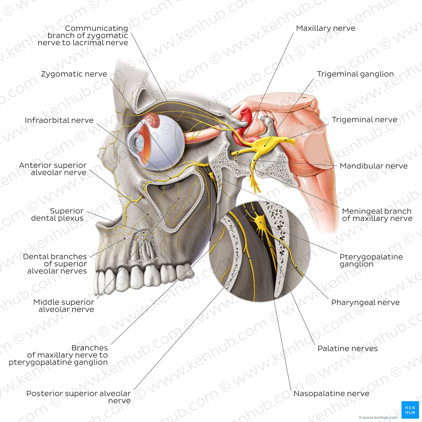 Overview of the maxillary nerve (lateral-left view)