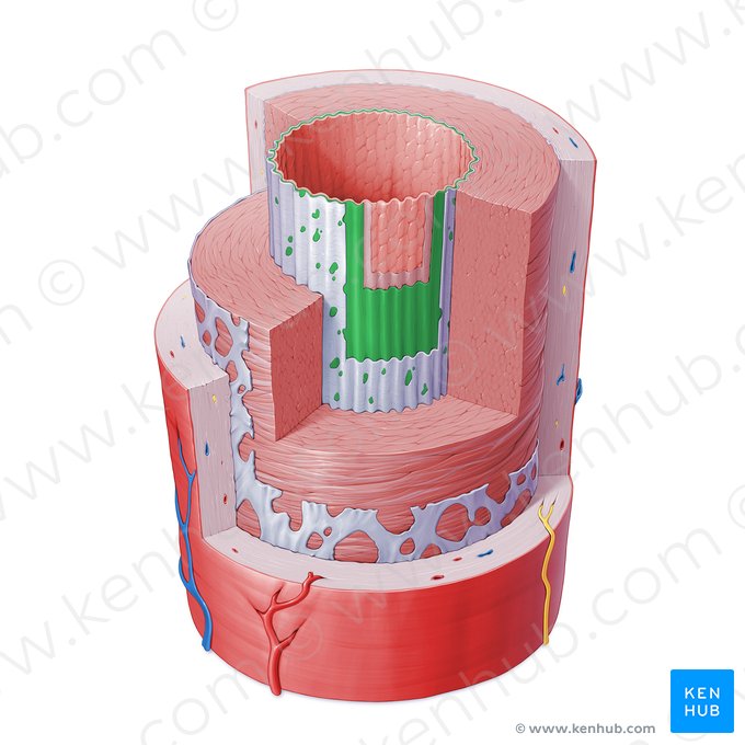 Subendotélio da artéria (Stratum subendotheliale arteriae); Imagem: Paul Kim