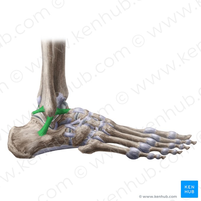 Ligamento colateral lateral da articulação do tornozelo (Ligamentum collaterale laterale tali); Imagem: Liene Znotina
