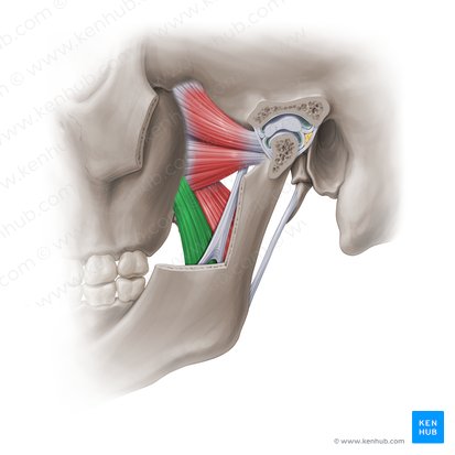 Superficial head of medial pterygoid muscle (Caput superficialis musculi pterygoidei medialis); Image: Paul Kim