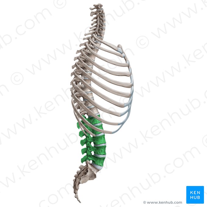 Lumbar vertebrae (Vertebrae lumbales); Image: Irina Münstermann