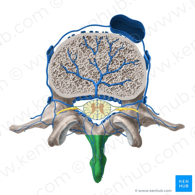 Spinous process of vertebra (Processus spinosus vertebrae); Image: Paul Kim