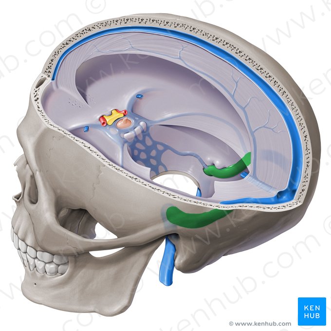 Seio sigmoide (Sinus sigmoideus); Imagem: Paul Kim