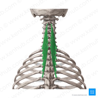 Músculo semiespinal do pescoço (Musculus semispinalis cervicis); Imagem: Yousun Koh