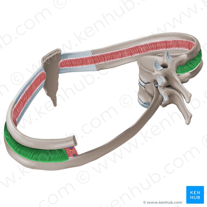 Músculos intercostais externos (Musculi intercostales externi); Imagem: Paul Kim