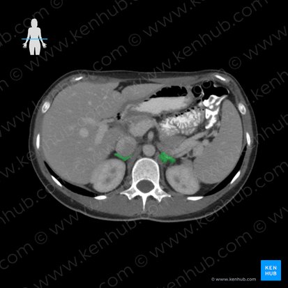 Suprarenal gland (Glandula suprarenalis); Image: 